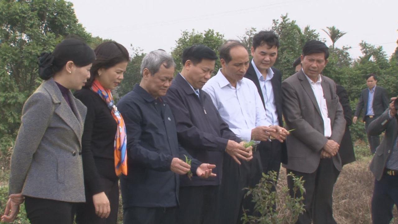 Lãnh đạo tỉnh xuống đồng kiểm tra sản xuất vụ Xuân