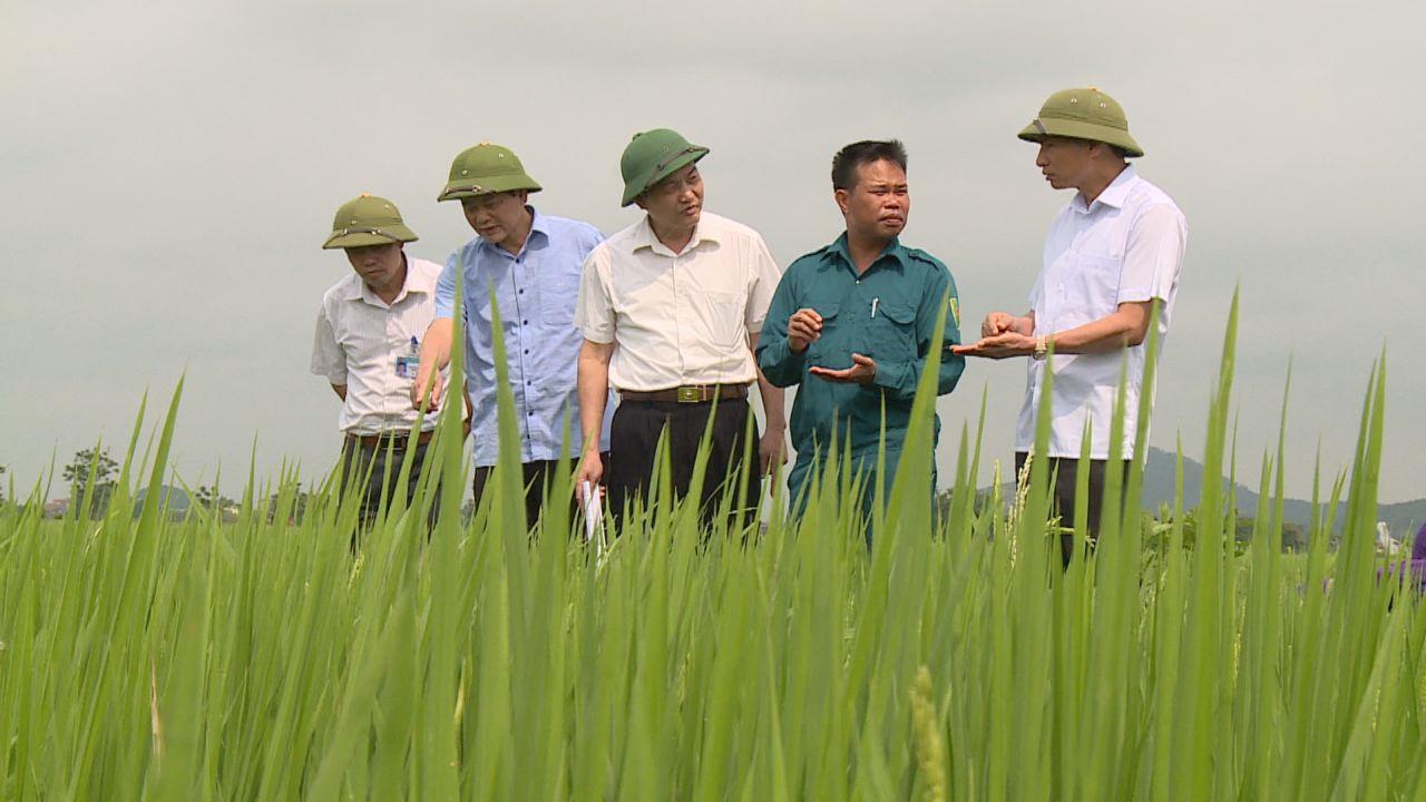 Phó Chủ tịch UBND tỉnh Nguyễn Hữu Thành kiểm tra khắc phục sự cố cống lấy nước qua đê, tình hình sản xuất và trang thiết bị nông nghiệp