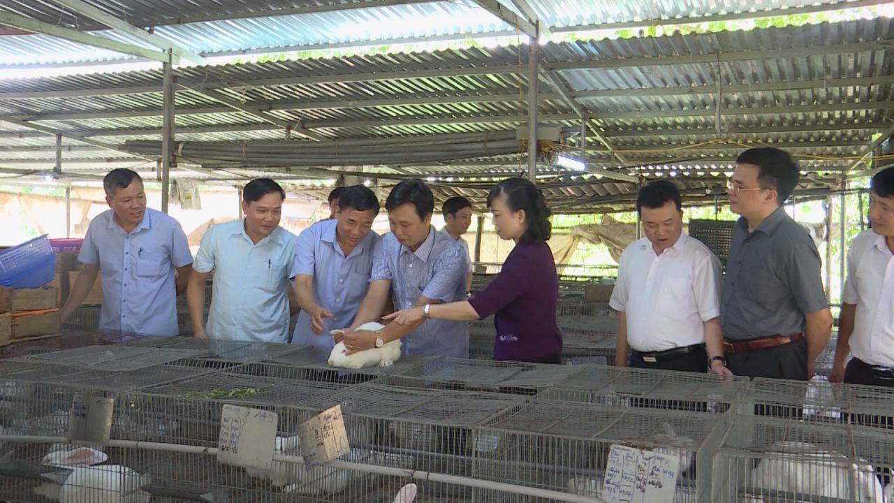 Lãnh đạo tỉnh thăm mô hình nông dân tiêu biểu