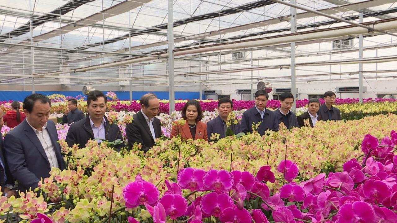 Chủ tịch UBND tỉnh thăm một số mô hình nông nghiệp công nghệ cao
