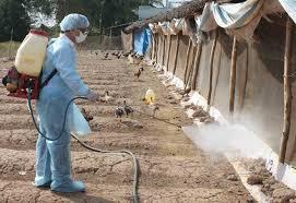 Thành phố Bắc Ninh chủ động các biện pháp phòng, chống dịch Cúm gia cầm 