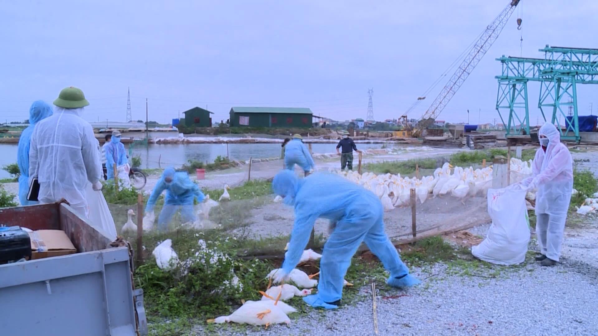 Xuất hiện ổ dịch cúm gia cầm H5N6 tại xã Trung Nghĩa, huyện Yên Phong
