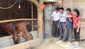Tiêm phòng đại trà cho đàn gia súc, gia cầm vụ Thu - Đông từ 15/9 đến 31/10