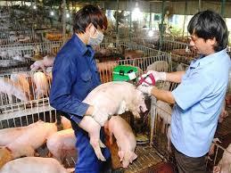 Phê duyệt Chương trình quốc gia phòng, chống bệnh Lở mồm long móng