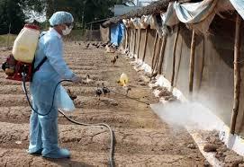 Triển khai Tháng tổng vệ sinh, khử trùng, tiêu độc môi trường vụ Đông Xuân