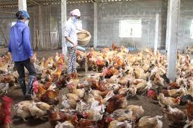 Chủ động phòng dịch trên đàn vật nuôi vụ xuân hè