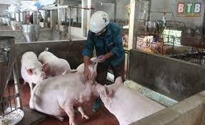 Triển khai kế hoạch tiêm phòng đại trà cho đàn gia súc, gia cầm vụ xuân – hè 