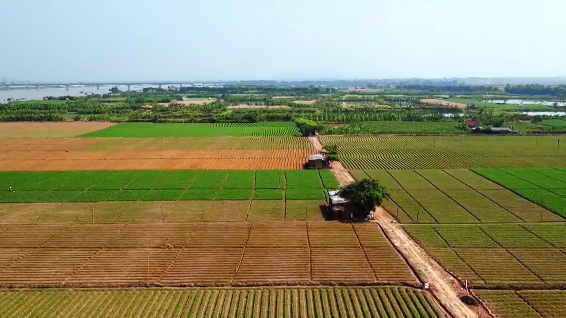 Vụ mùa năm 2021, các tỉnh phía Bắc phấn đấu gieo cấy 1.217.000 ha lúa
