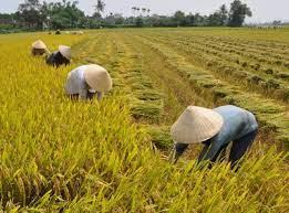 Toàn tỉnh thu hoạch 22.000 ha lúa, rau màu