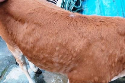 Bắc Ninh kiểm soát bệnh viêm da nổi cục trên trâu, bò