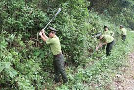 Bảo vệ và phòng chống cháy rừng mùa nắng nóng
