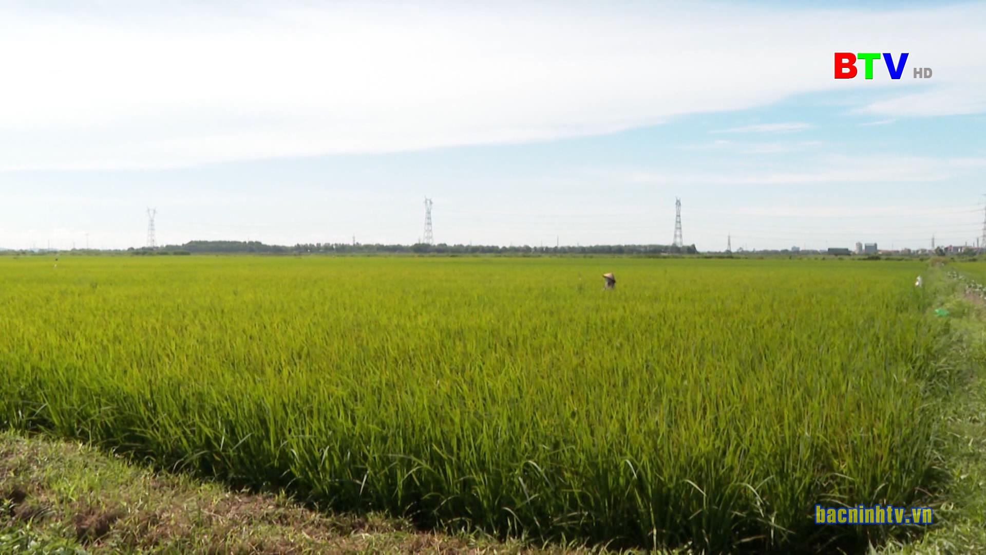 Tăng cường chỉ đạo phòng trừ sinh vật hại lúa mùa