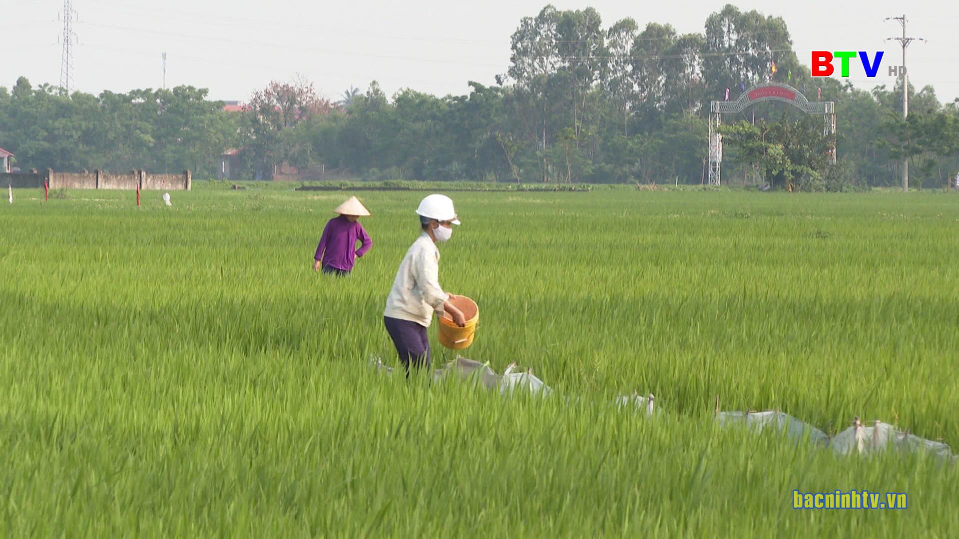 Tăng cường chỉ đạo phòng trừ sinh vật hại lúa mùa trong điều kiện phòng, chống dịch Covid-19