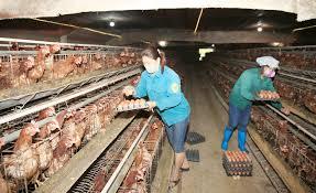 Tháo gỡ khó khăn cho phát triển kinh tế trang trại