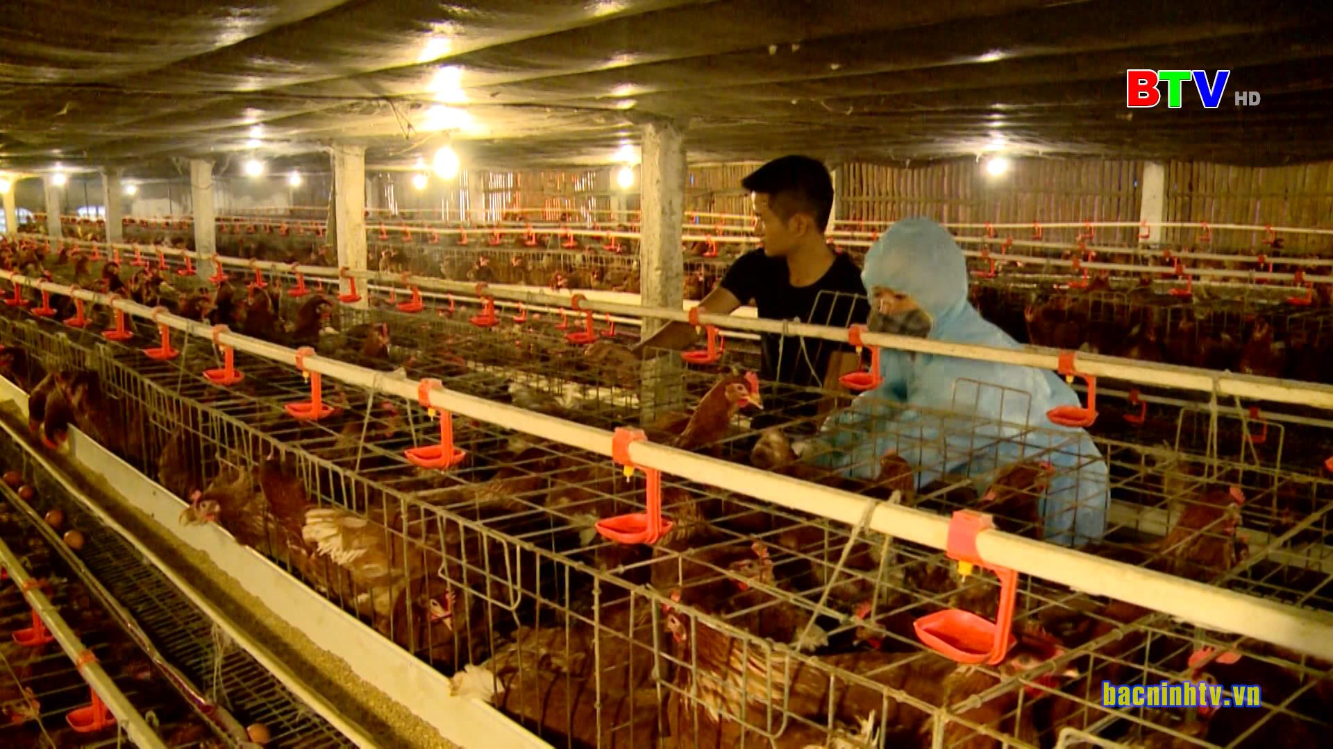 Tiêm phòng đại trà cho đàn gia súc, gia cầm vụ Thu - Đông năm 2021