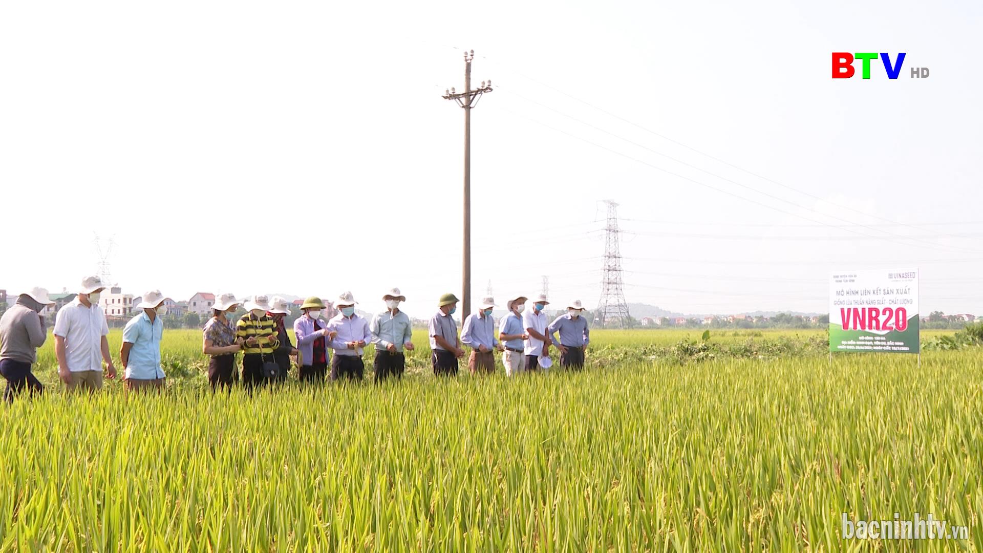 Khảo sát giống lúa mới được đưa vào danh mục hỗ trợ giống