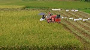 Toàn tỉnh thu hoạch lúa mùa đạt gần 28% diện tích