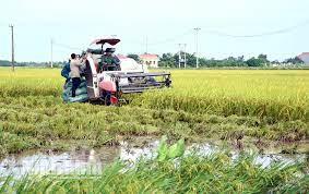 Toàn tỉnh thu hoạch lúa mùa đạt hơn 90%