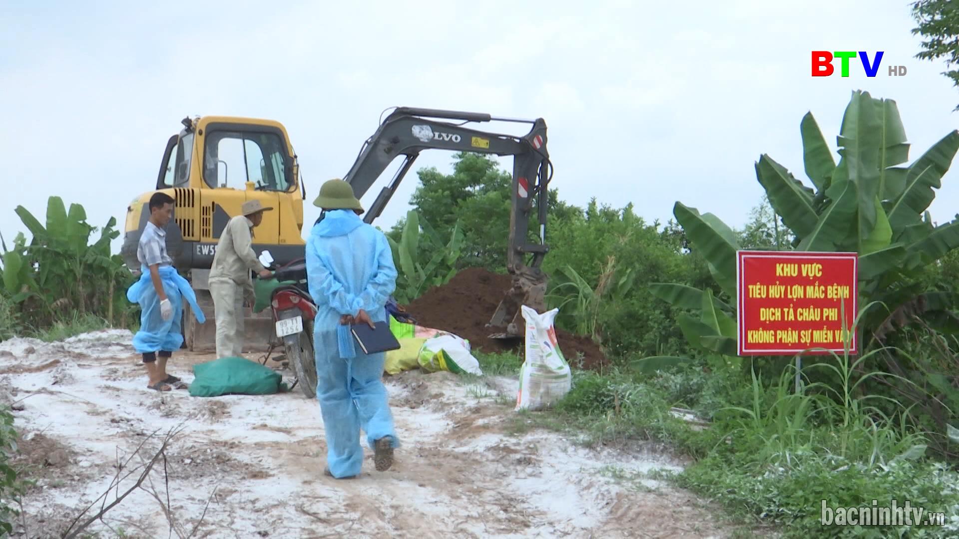 Dịch tả lợn châu Phi tái phát tại 5 huyện, thị xã, thành phố