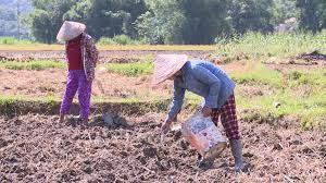Toàn tỉnh gieo trồng cây rau màu đạt hơn 51% kế hoạch