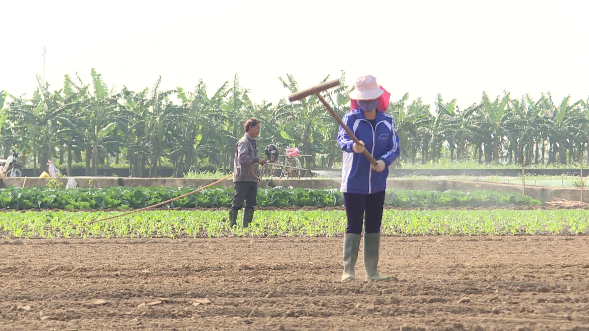 Toàn tỉnh trồng hơn 5.300 ha cây vụ đông