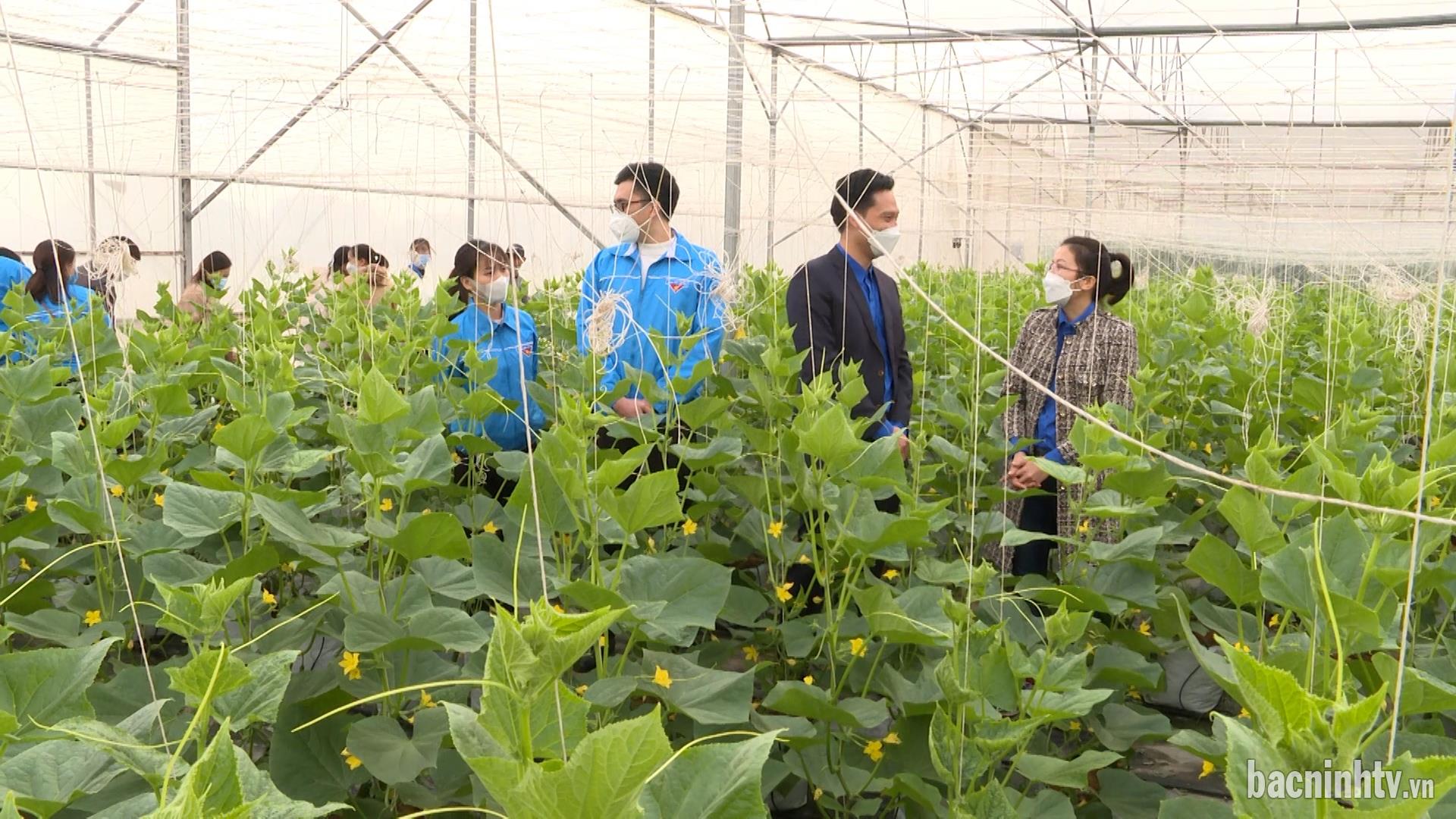 Tập huấn kỹ thuật sản xuất nông nghiệp cho đoàn viên thanh niên năm 2021