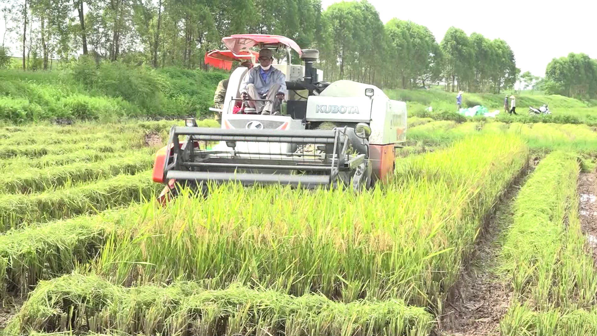 Bắc Ninh, đến ngày 22/6 đã thu hoạch hơn 44% diện tích lúa xuân