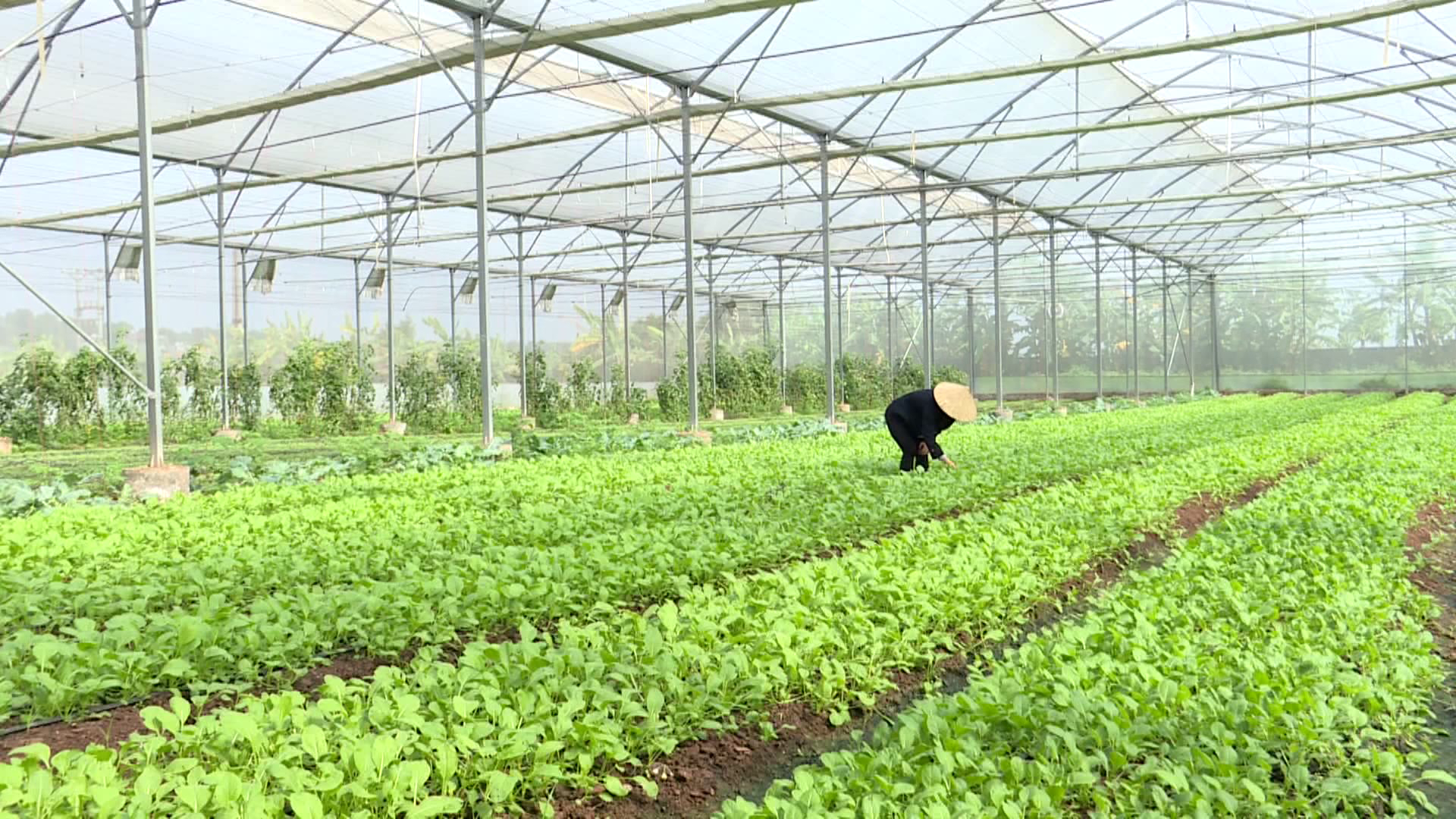 Nhiều chính sách hỗ trợ dự án nông nghiệp công nghệ cao