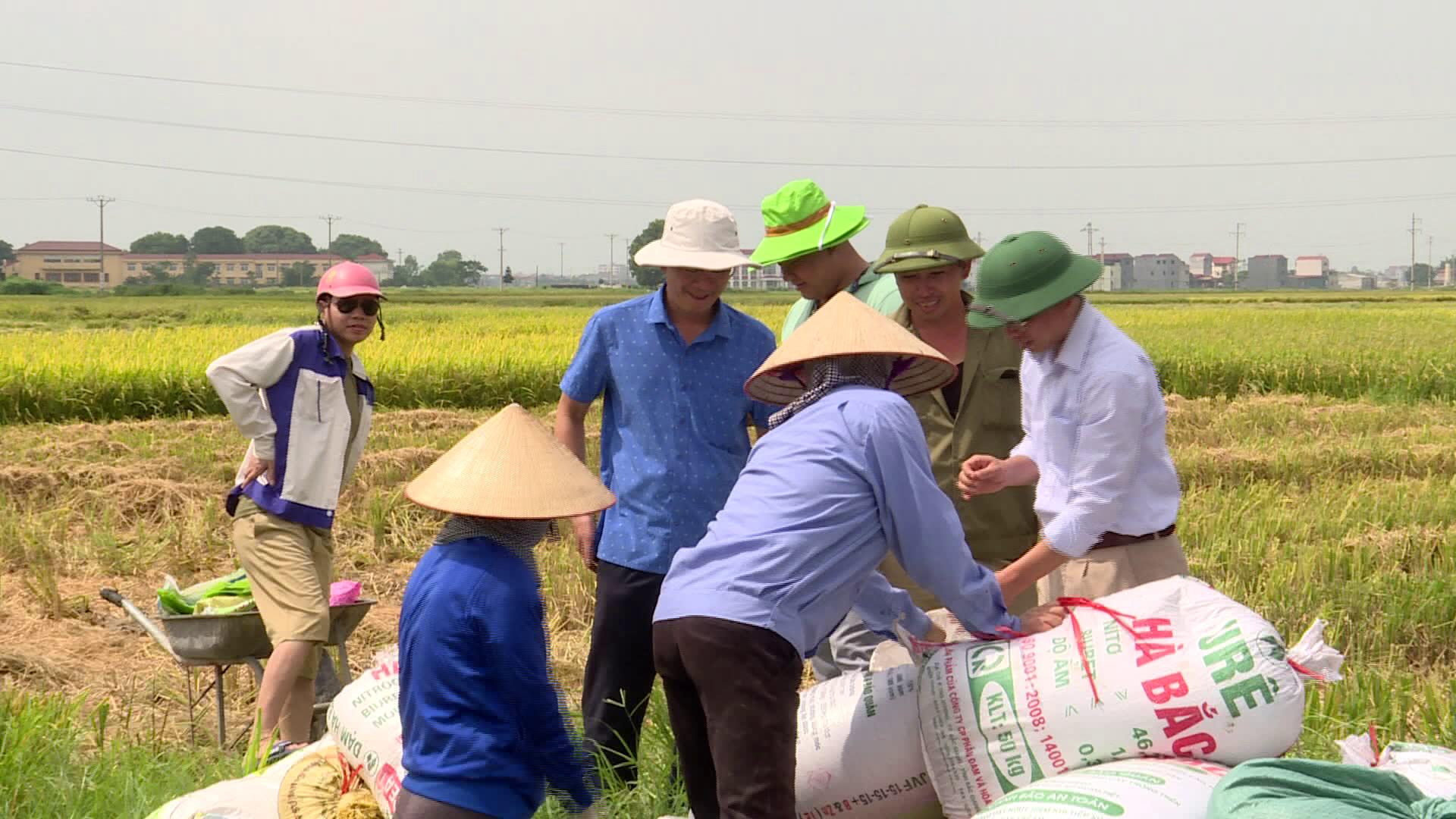 Toàn tỉnh thu hoạch hơn 11.000 ha lúa Mùa