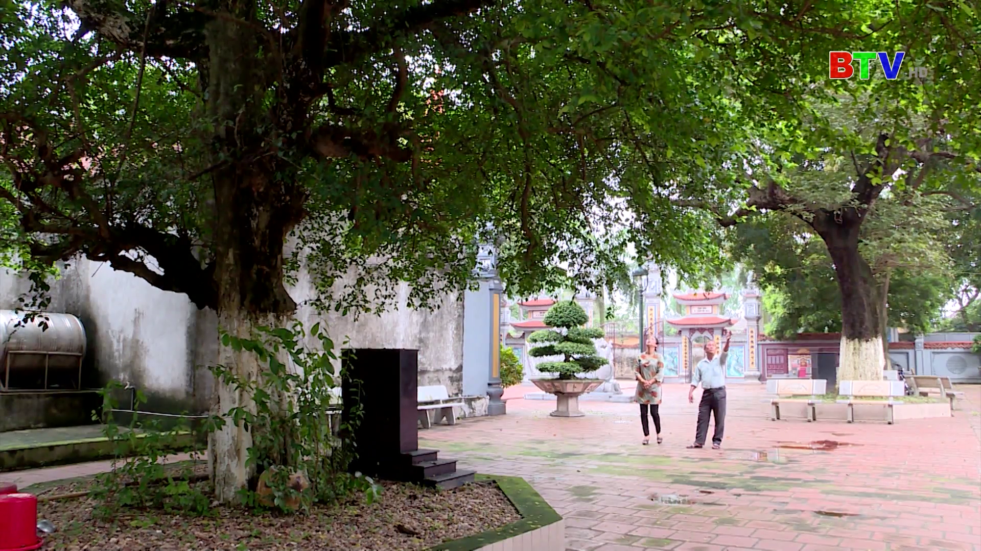 Cây di sản-Niềm tự hào đất Bắc Ninh