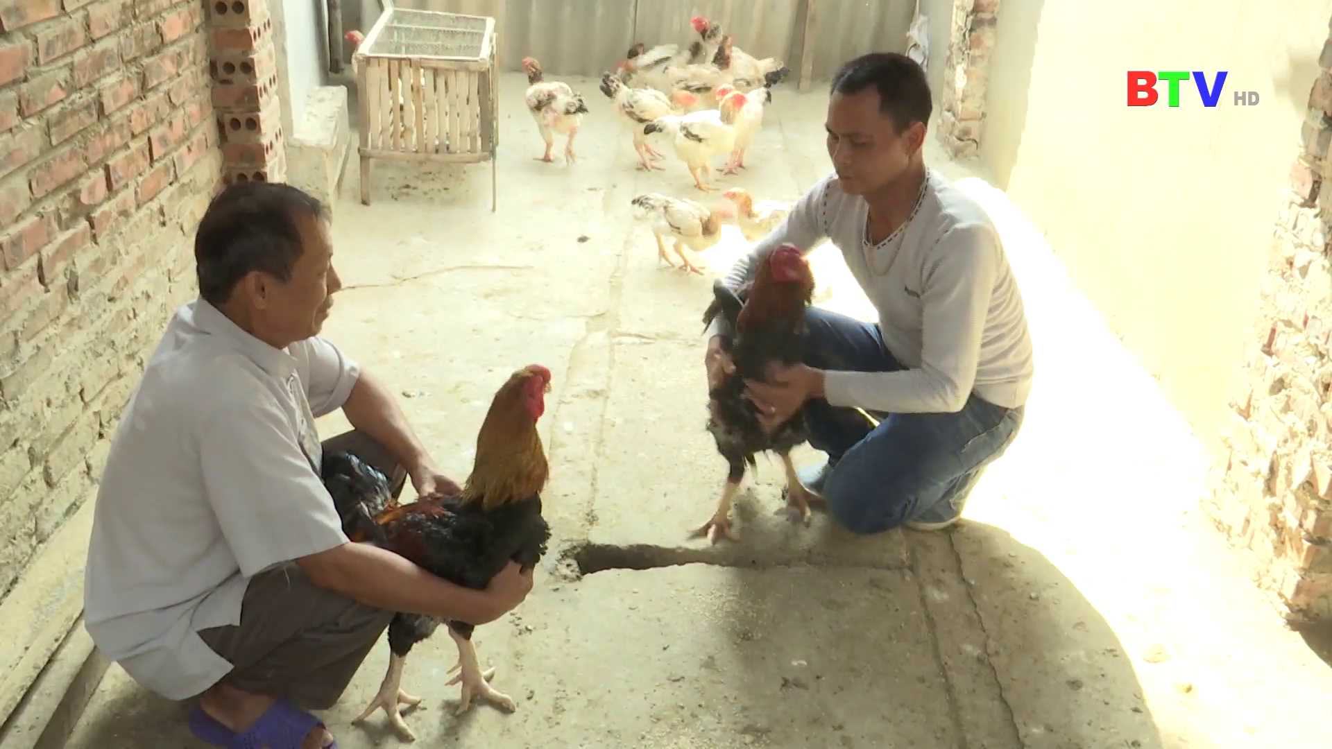 Về Hồ xem người Hồ nuôi gà Hồ