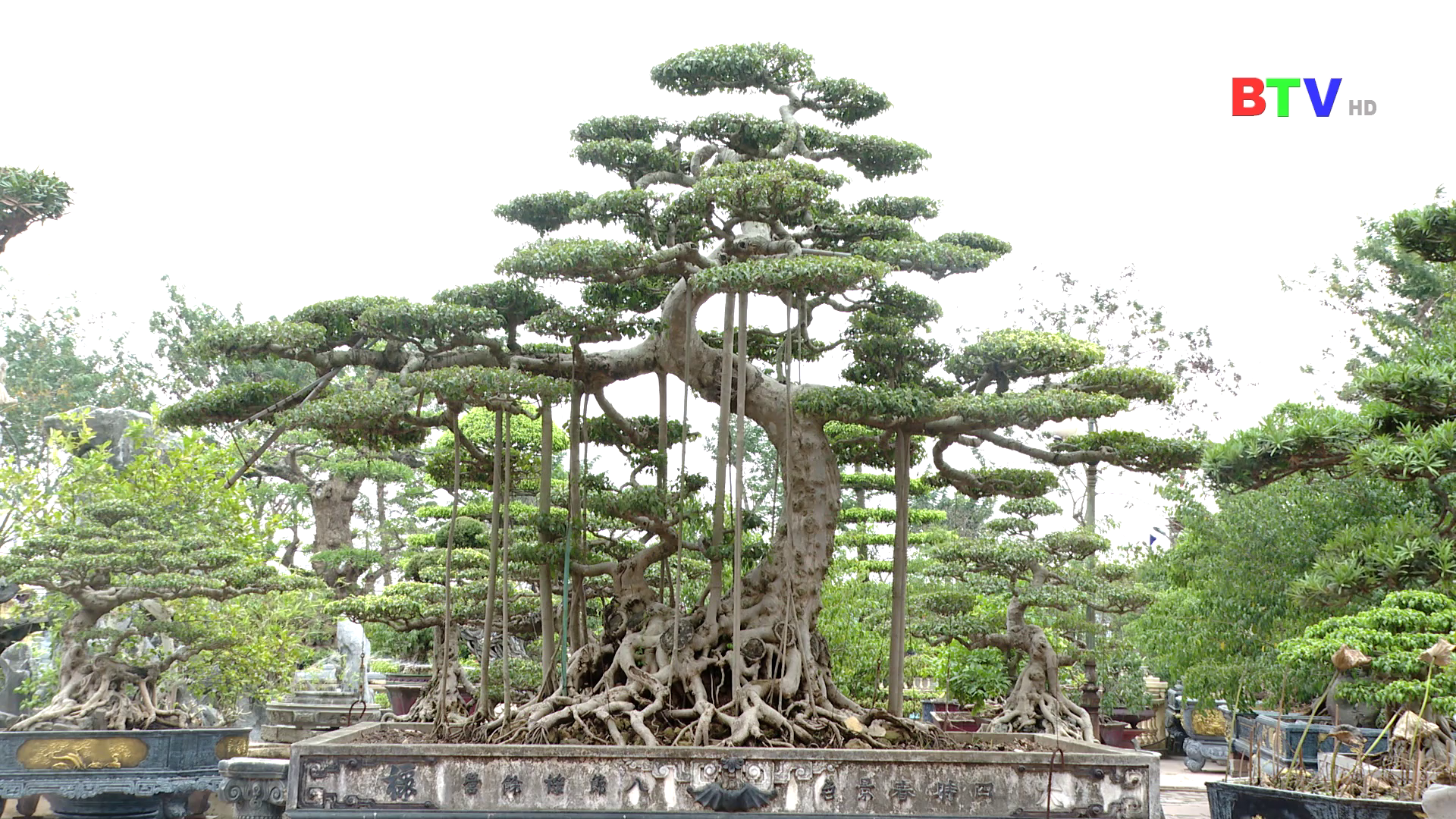 Thú chơi cây ngày Tết