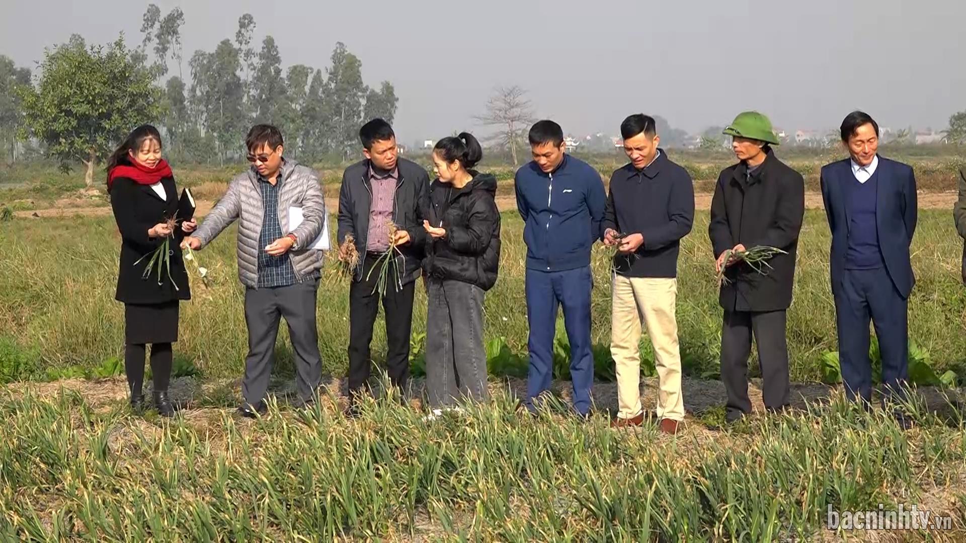 Đánh giá mô hình sản xuất tỏi chất lượng cao tại xã An Thịnh