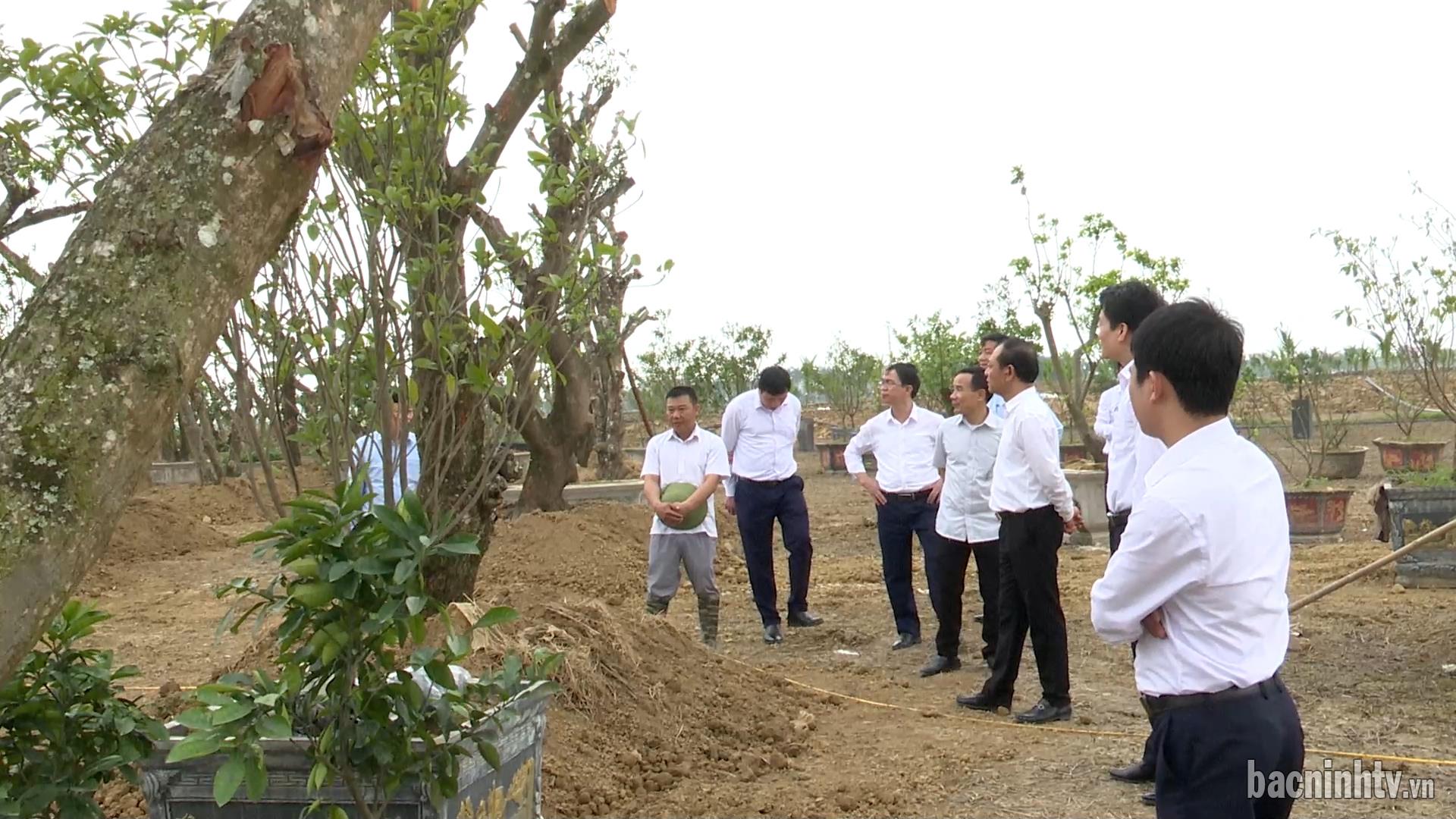 Gia Bình đẩy mạnh chuyển đổi cây trồng