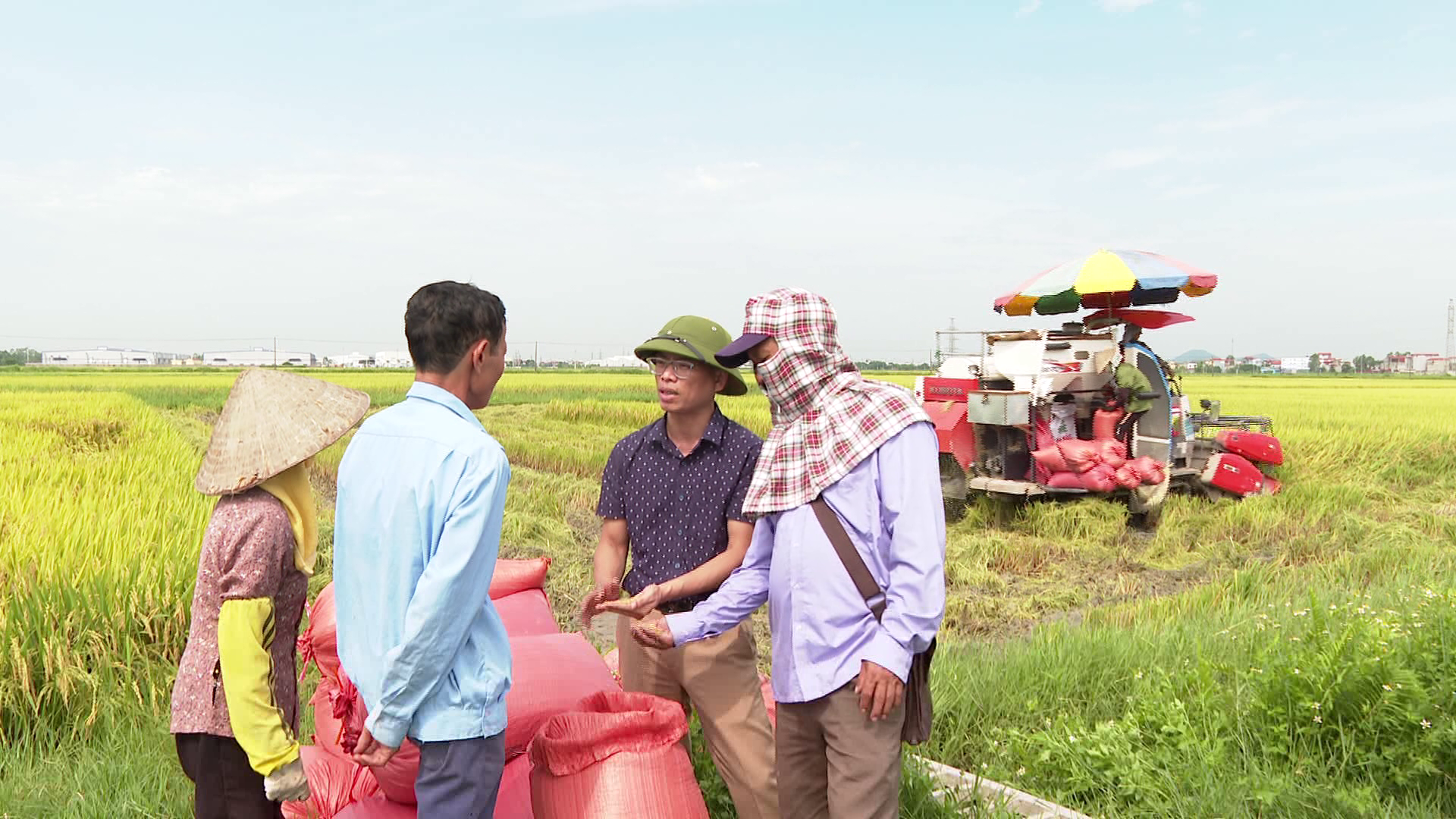 Toàn tỉnh thu hoạch đạt 70% diện tích lúa xuân      