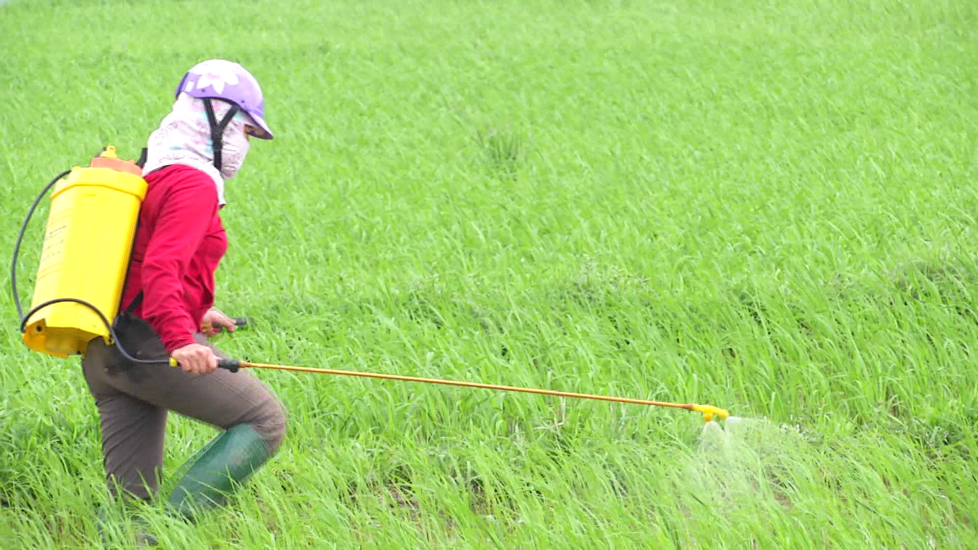 Các địa phương đẩy mạnh phòng trừ sâu bệnh bảo vệ lúa mùa