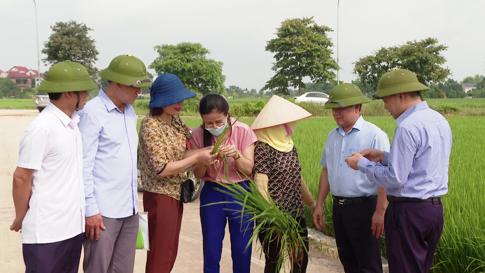 Sở NN&PTNT kiểm tra tình hình sâu bệnh hại lúa mùa           