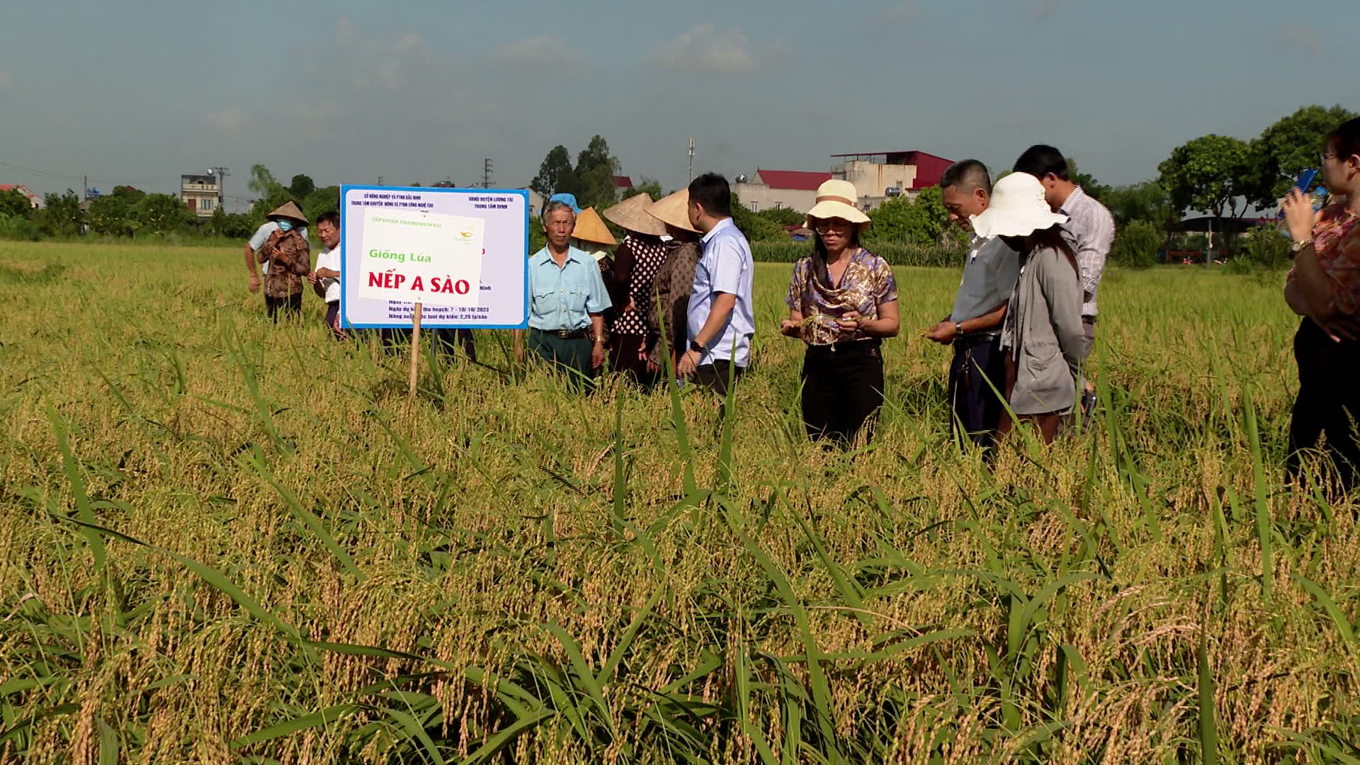 Đánh giá kết quả sản xuất giống lúa mới            