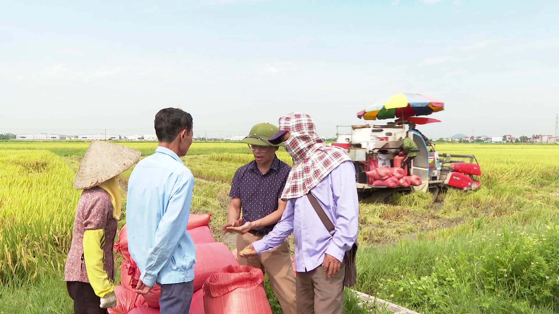 Năng suất lúa mùa giảm 1,5 tạ/ha so với năm trước