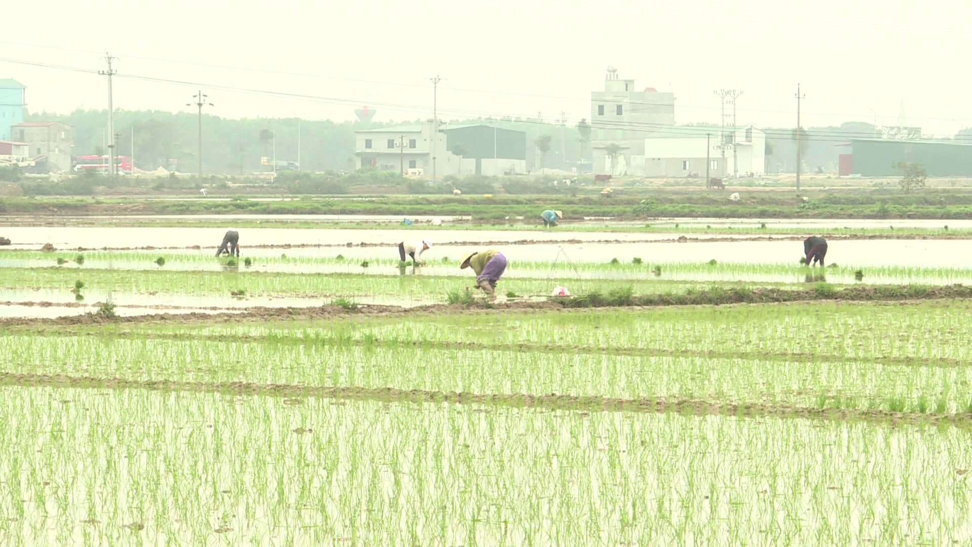 Bắc Ninh hoàn thành gieo cấy 41% kế hoạch vụ xuân