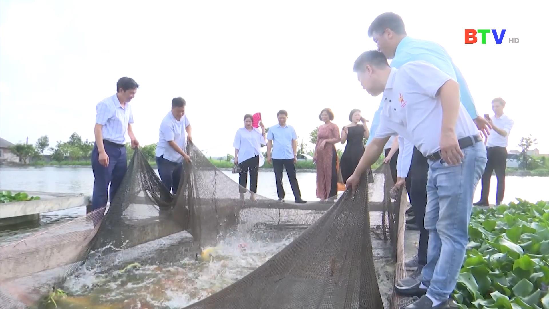 Triển khai Nghị quyết, Chỉ thị, Kết luận, Quy định