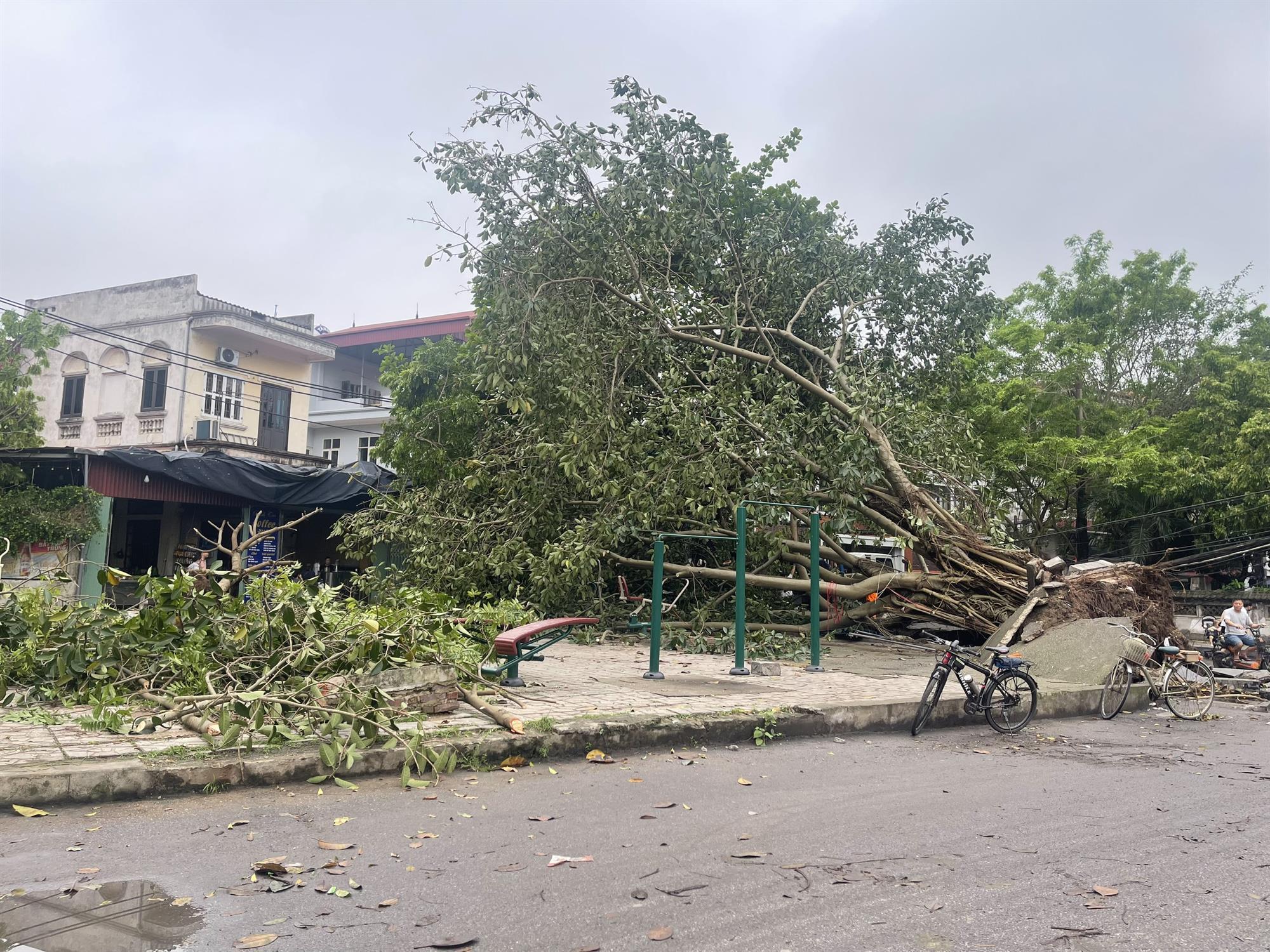 Cây xanh ngã đổ hàng loạt sau mưa giông