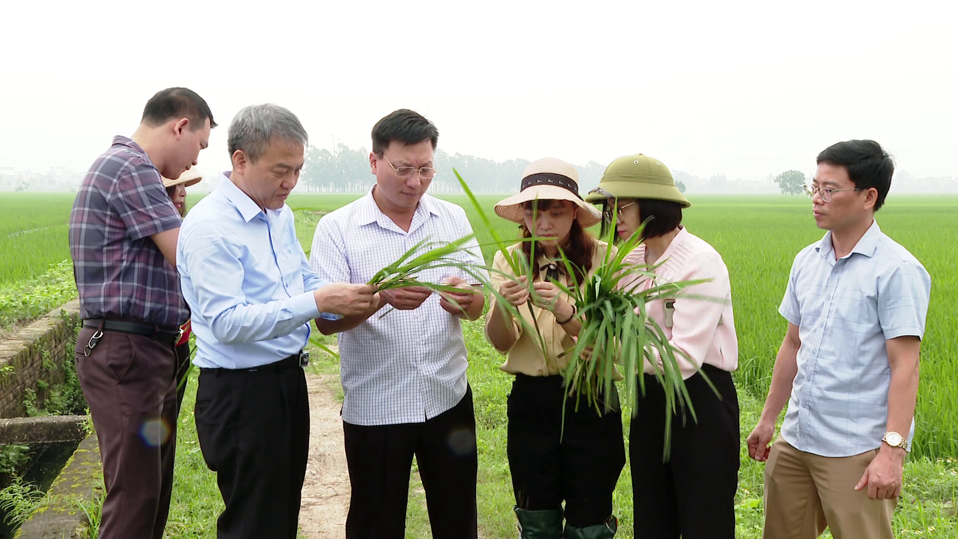 Hơn 23 nghìn ha lúa xuân bị nhiễm sâu bệnh