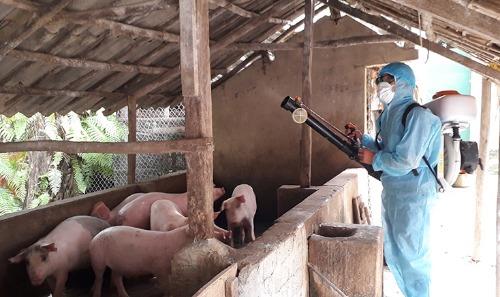 Tăng cường các biện pháp phòng chống bệnh Dịch tả lợn Châu Phi