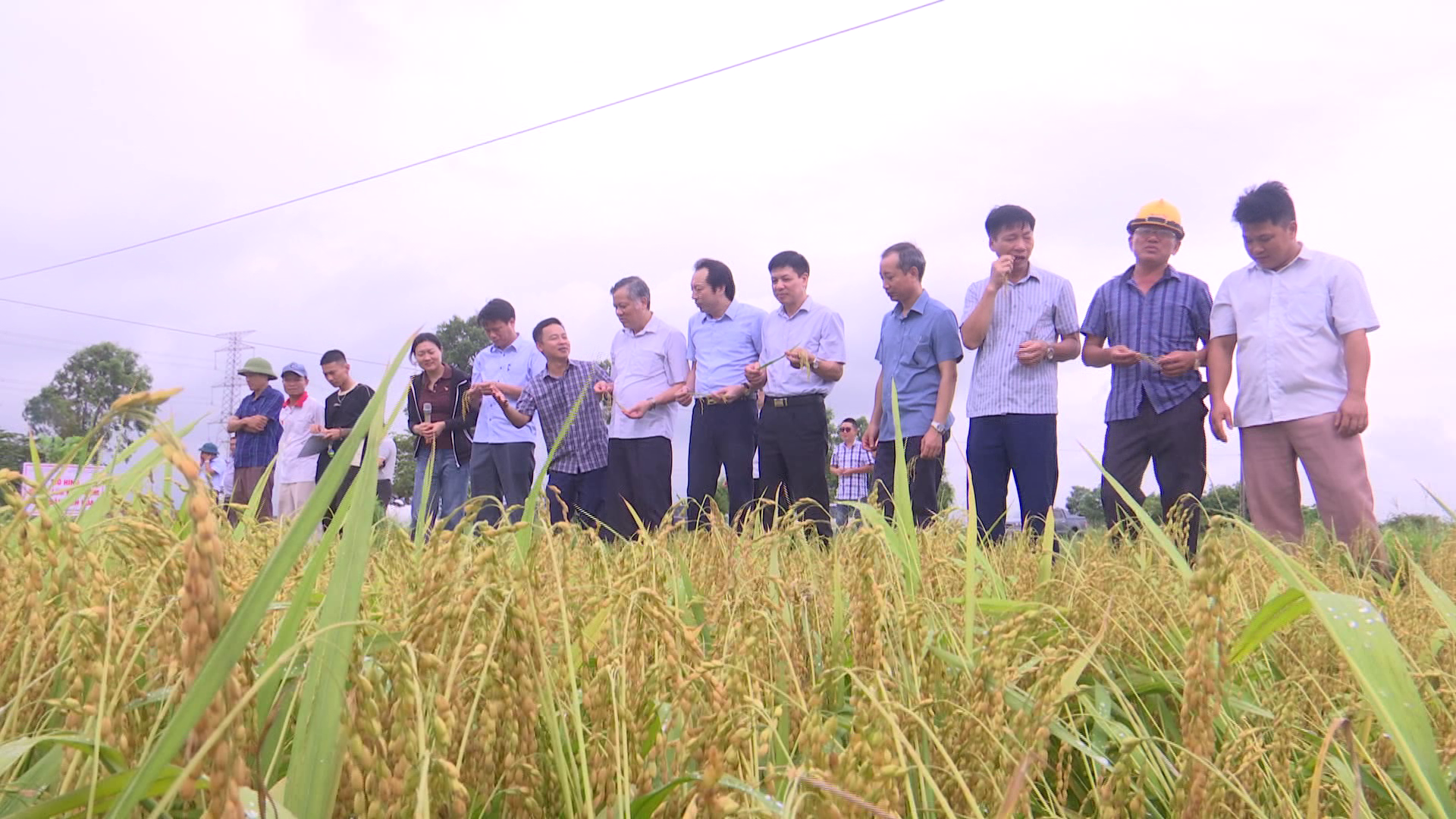 Hội thảo đầu bờ giống lúa nếp Liên Hoa