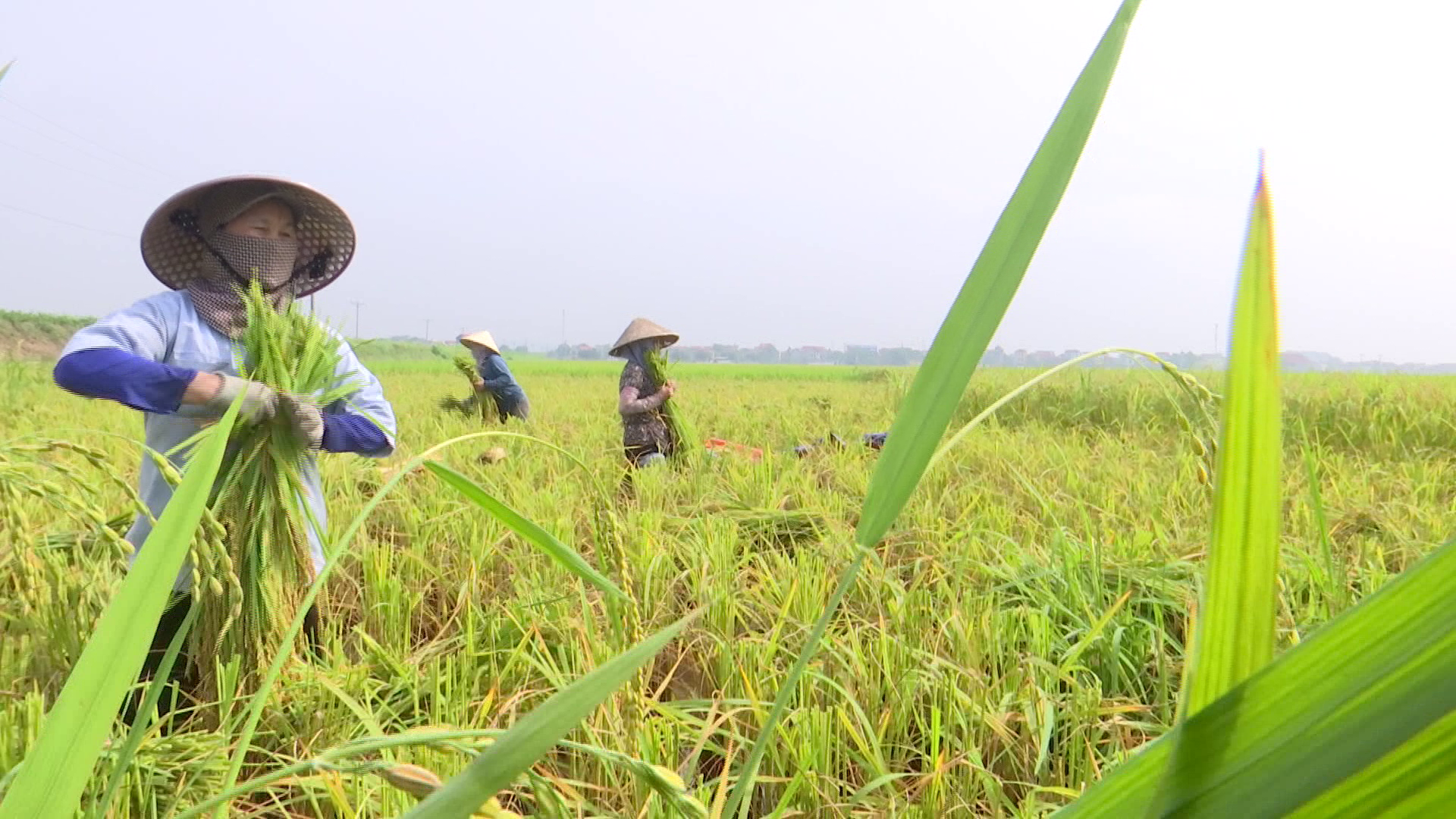 Thuận thành tập trung thu hoạch lúa xuân tránh tác động của thời tiết