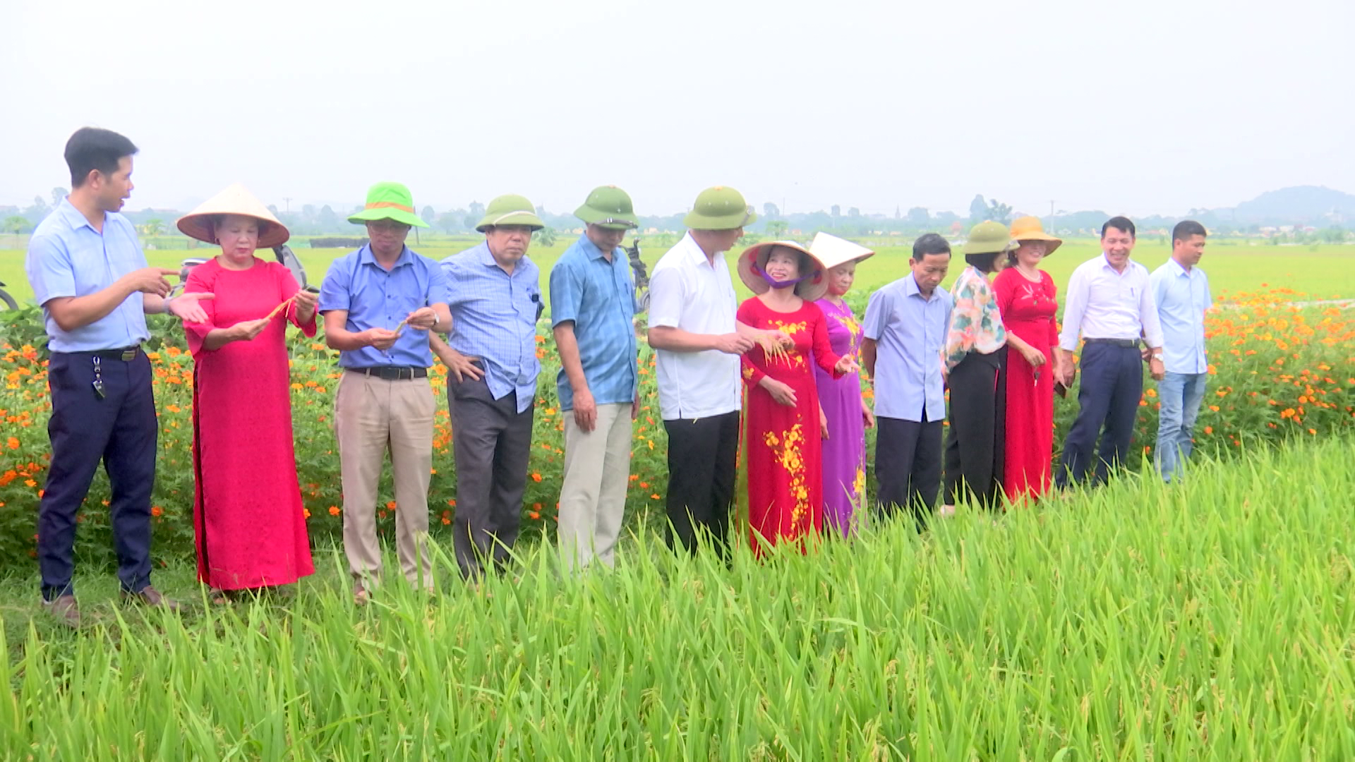 Tổng kết huấn luyện nông dân về quản lý dịch hại tổng hợp trên cây lúa            