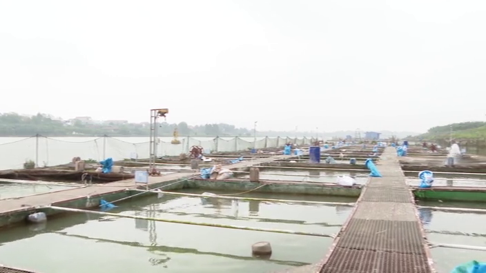 Tăng cường phòng chống thiên tai cho sản xuất thủy sản