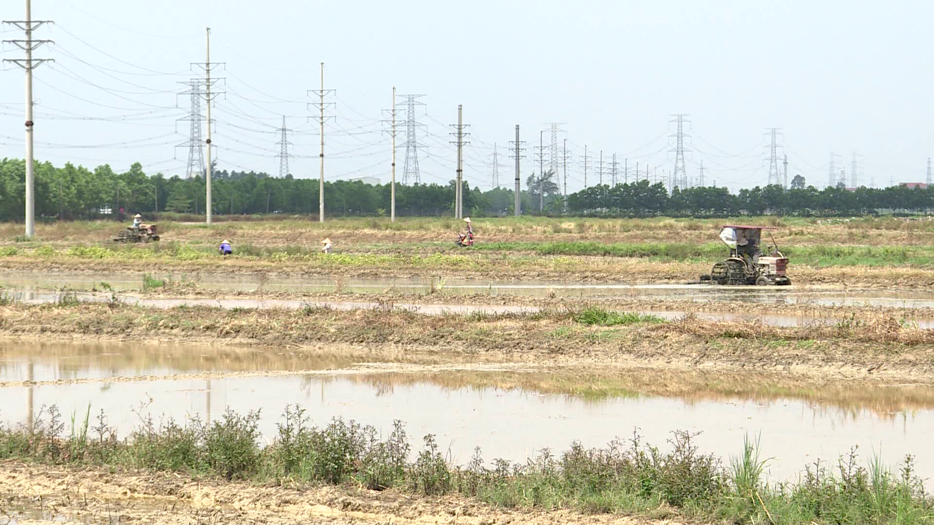 Nông dân trong tỉnh khẩn trương thu hoạch lúa xuân đề phòng mưa bão