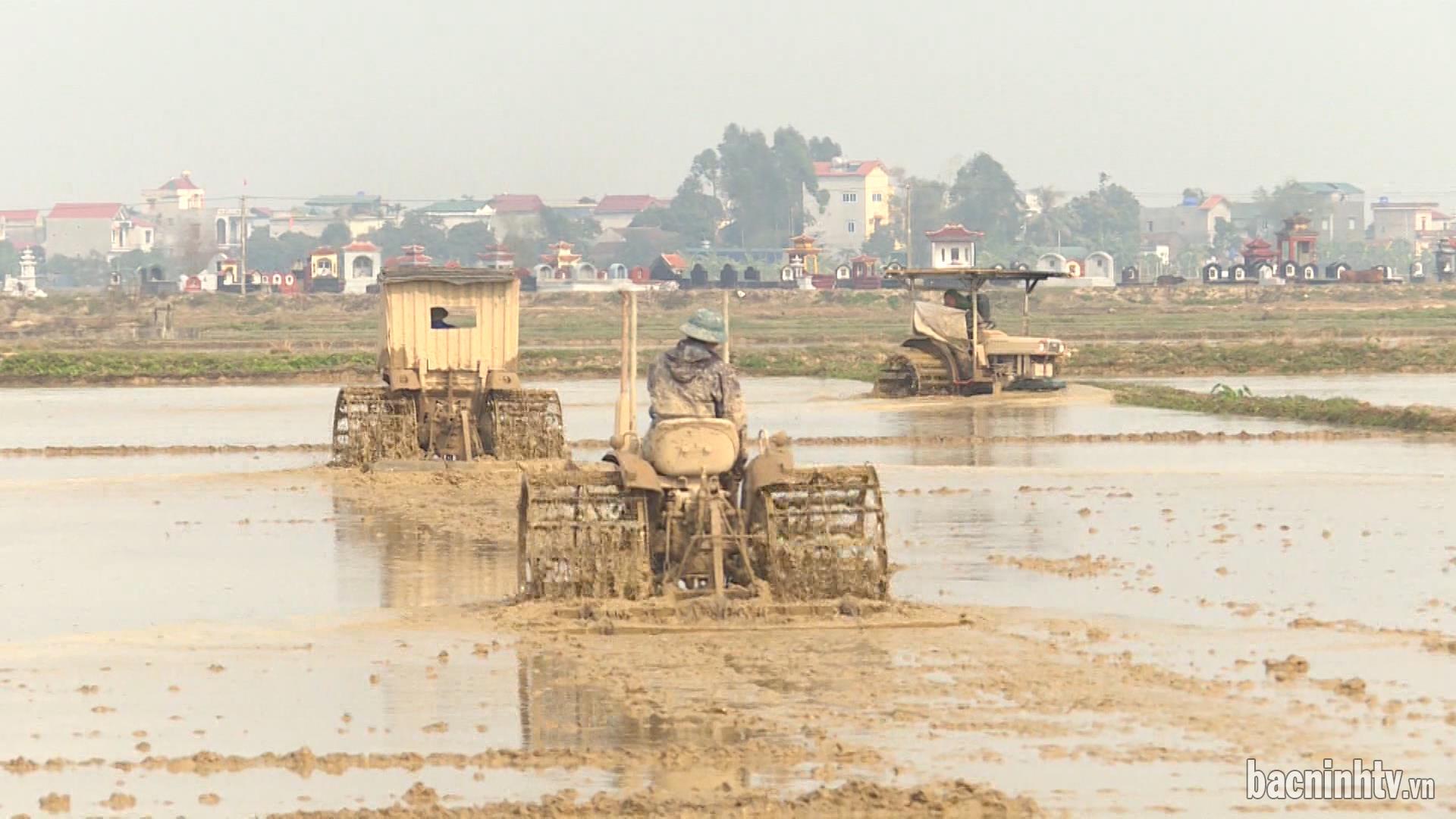 Bắc Ninh đẩy nhanh tiến độ sản xuất lúa mùa